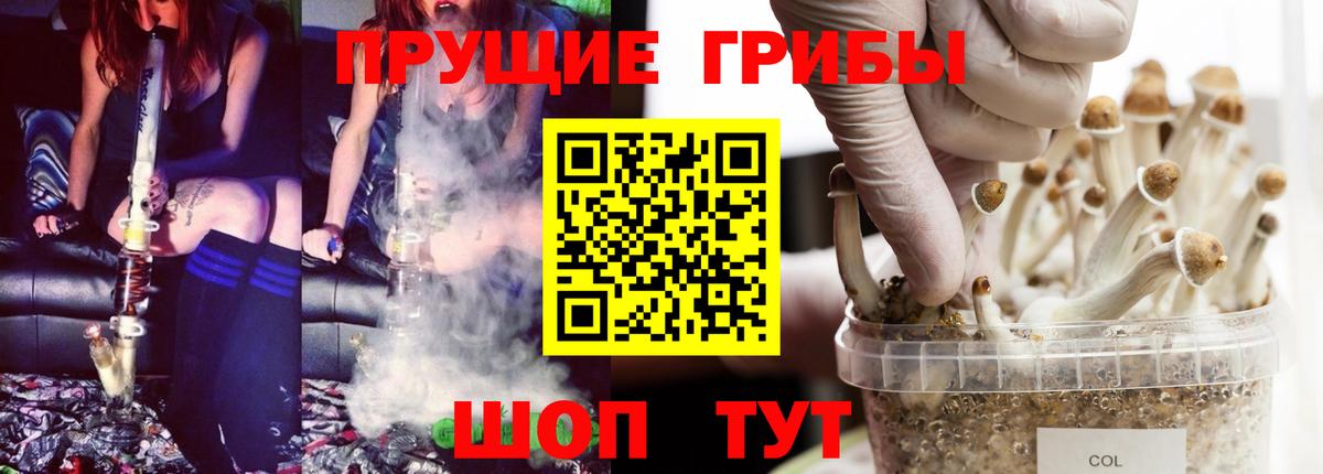 Галлюциногенные грибы Psilocybine cubensis Курчатов